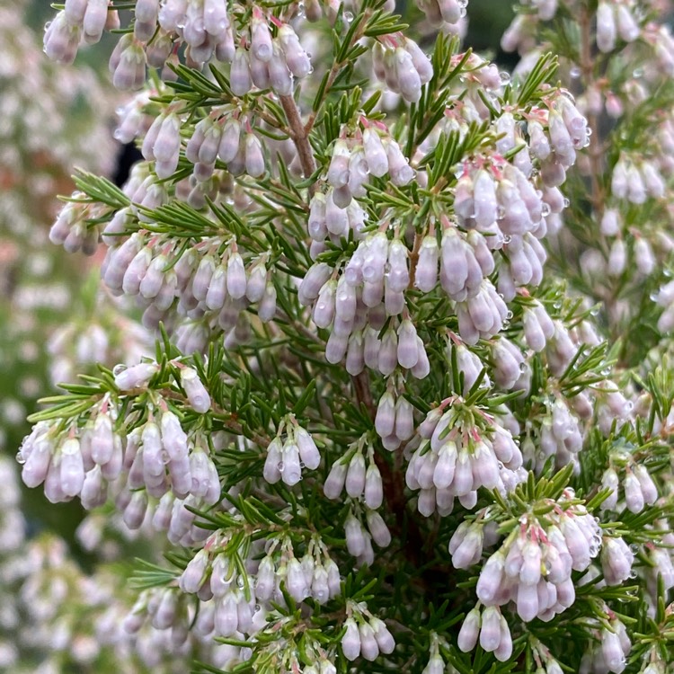 plant image 1568002