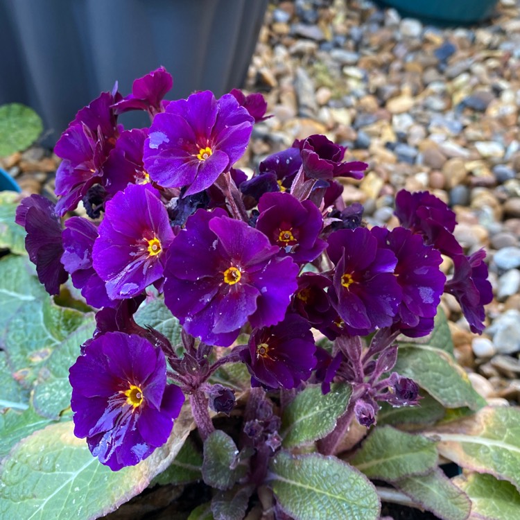 plant image 1569121
