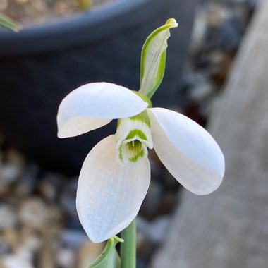 Galanthus