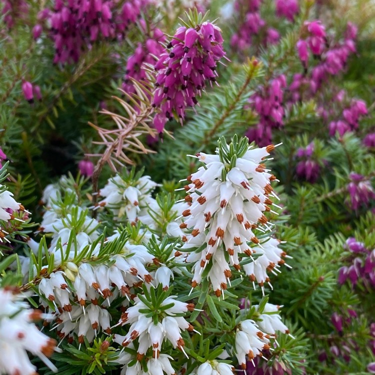 plant image 1569656 plant image 1569656