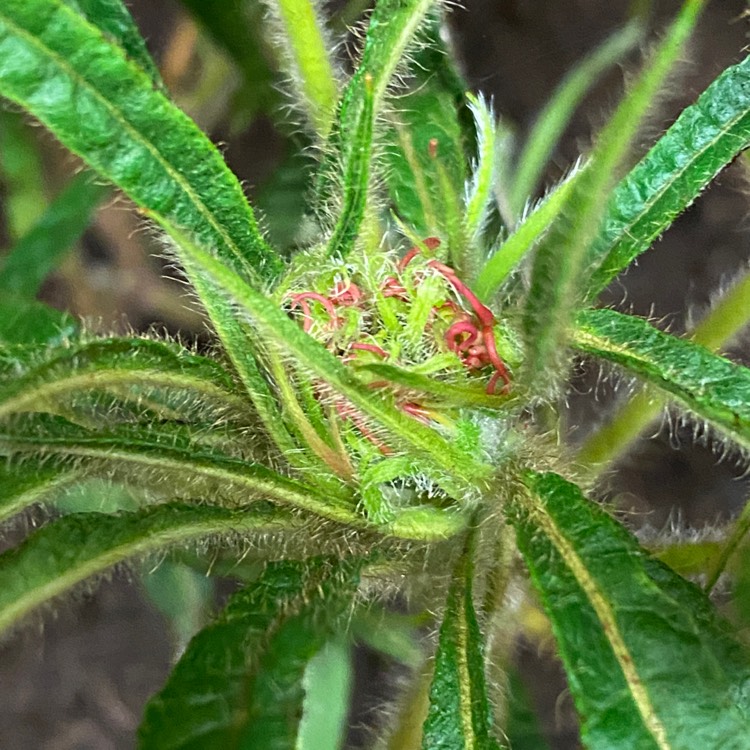 plant image 1569659