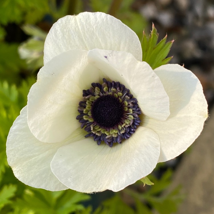 plant image 1570004 plant image 1570004