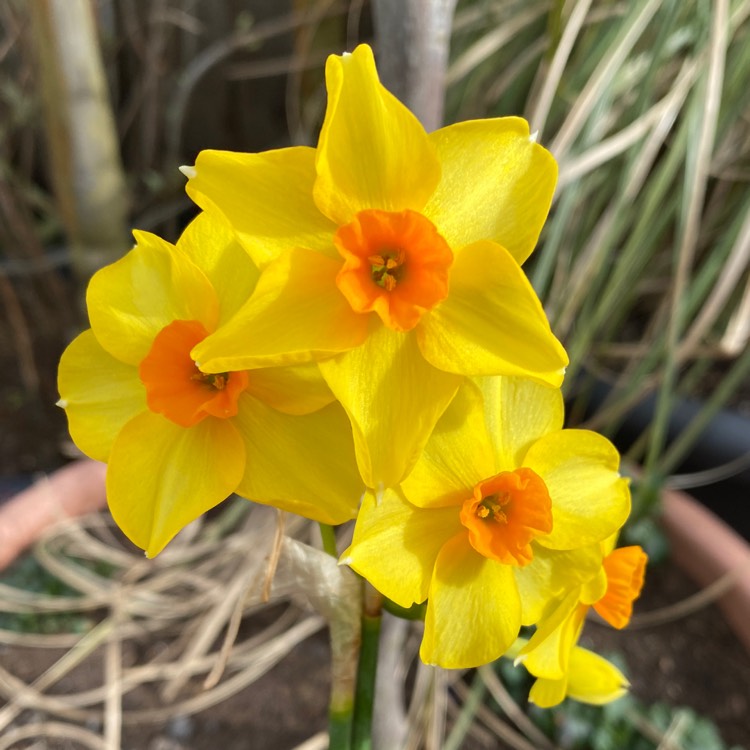 plant image 1570005