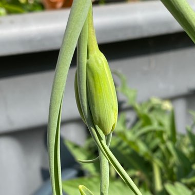 Fritillaria acmopetala
