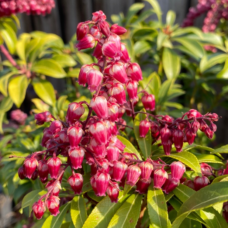 plant image 1571195