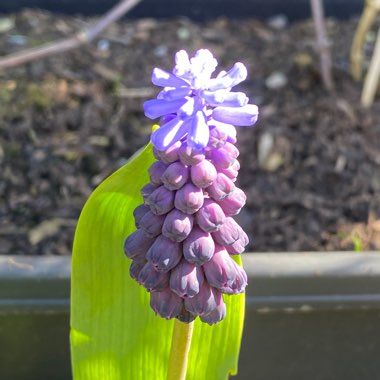 Muscari latifolium