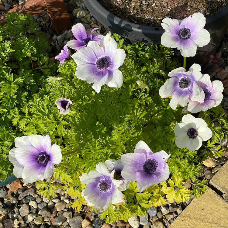 plant image 1573094 plant image 1573094