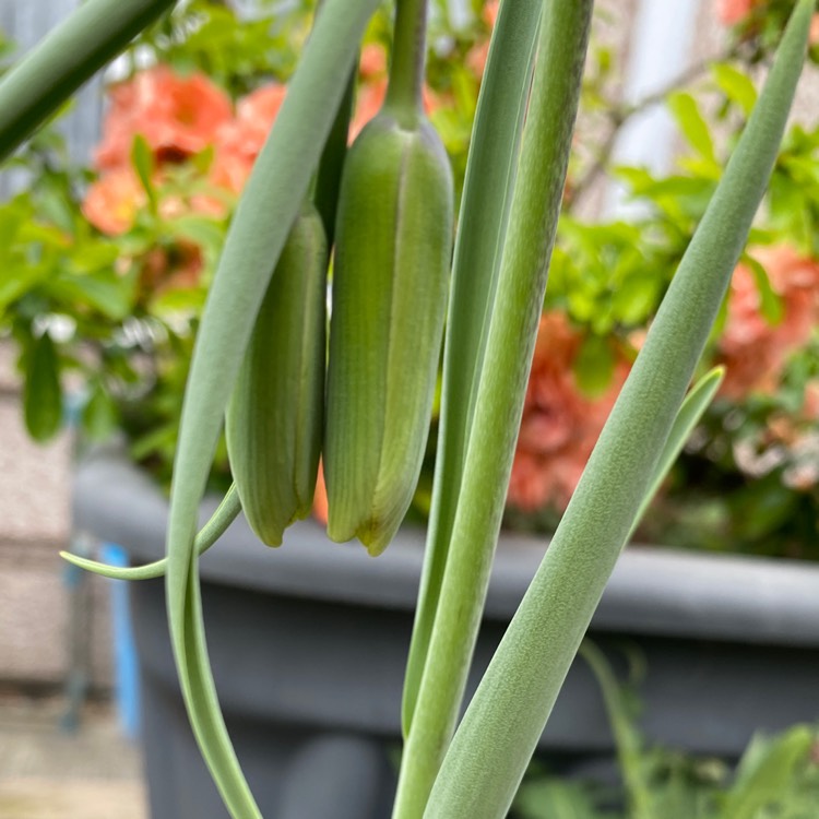 plant image 1573294