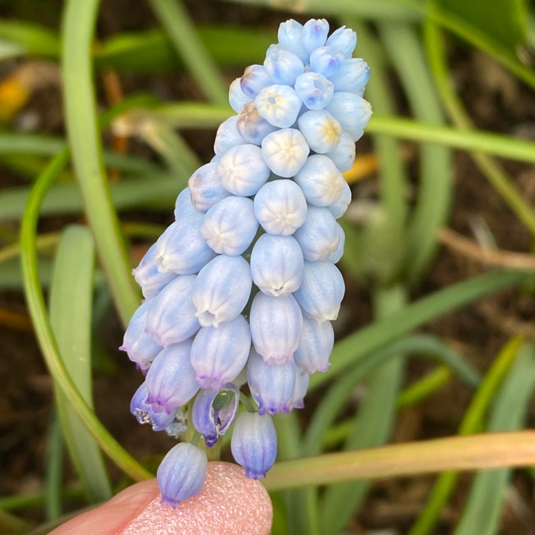 plant image 1573307 plant image 1573307