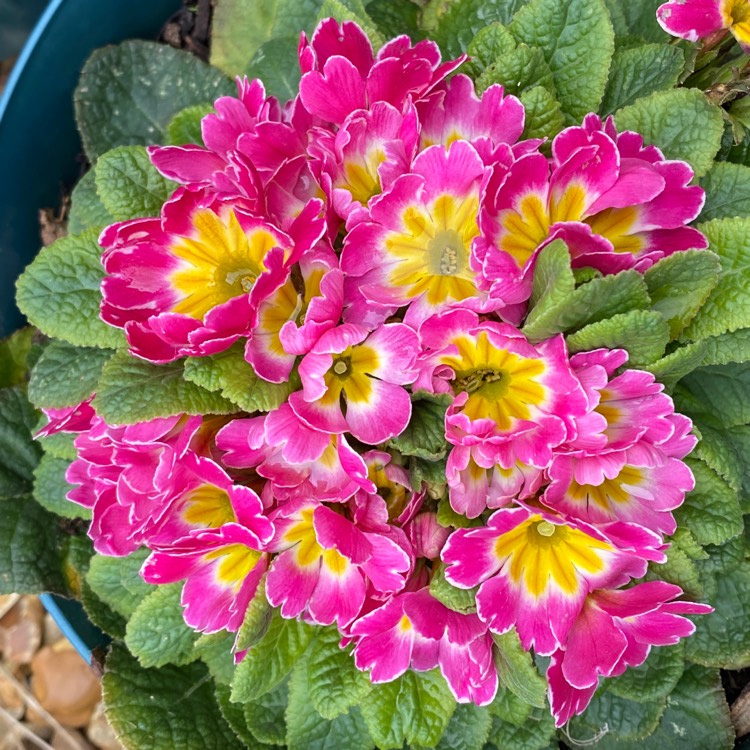 plant image 1573502