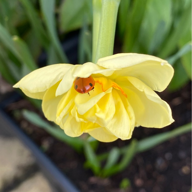 plant image 1573504 plant image 1573504