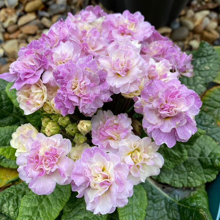 plant image 1573962 plant image 1573962