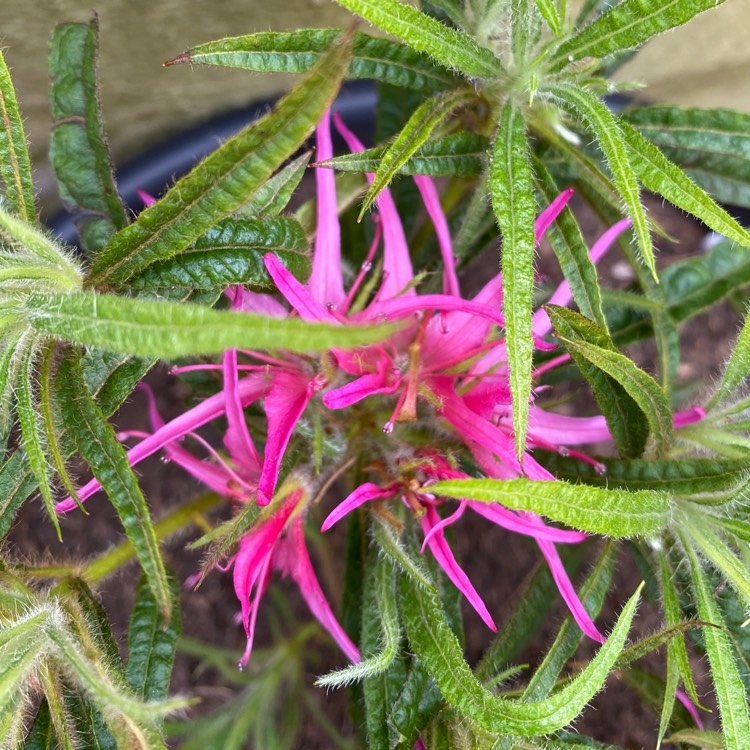 plant image 1577553