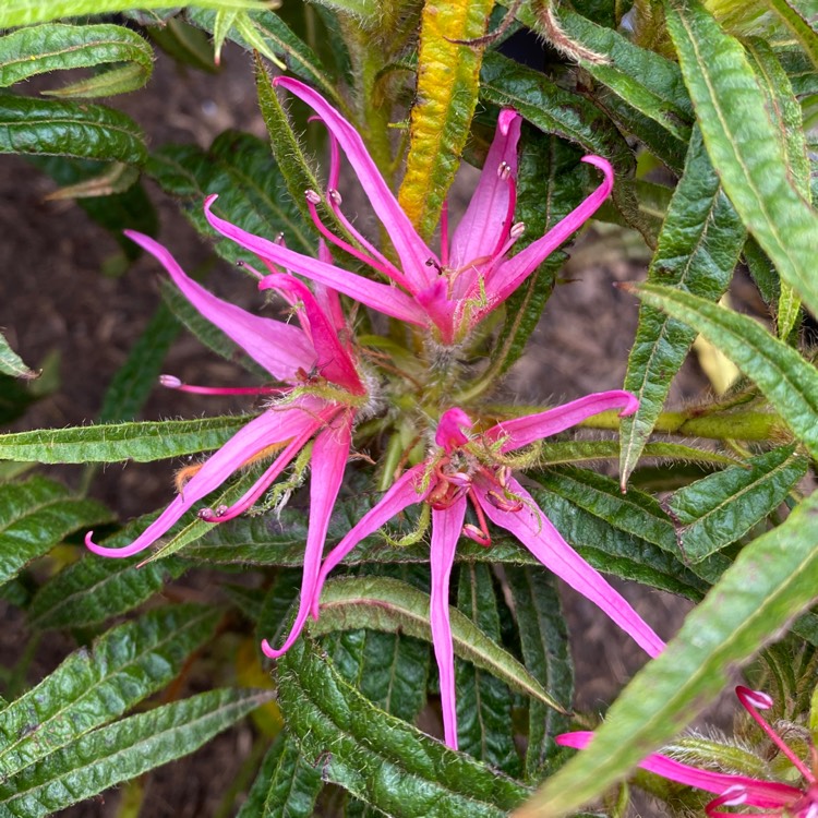 plant image 1577554