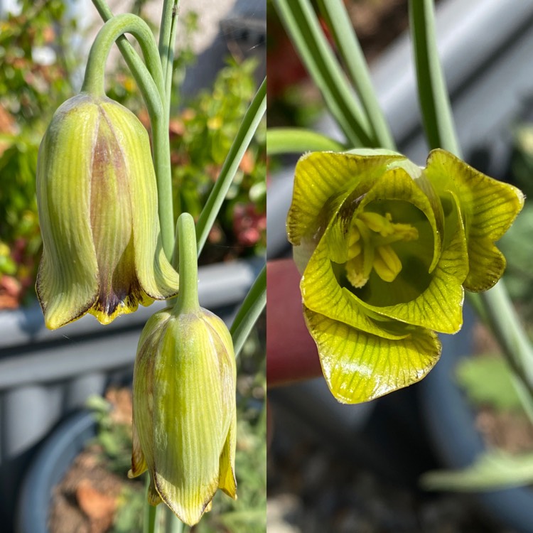 plant image 1577883