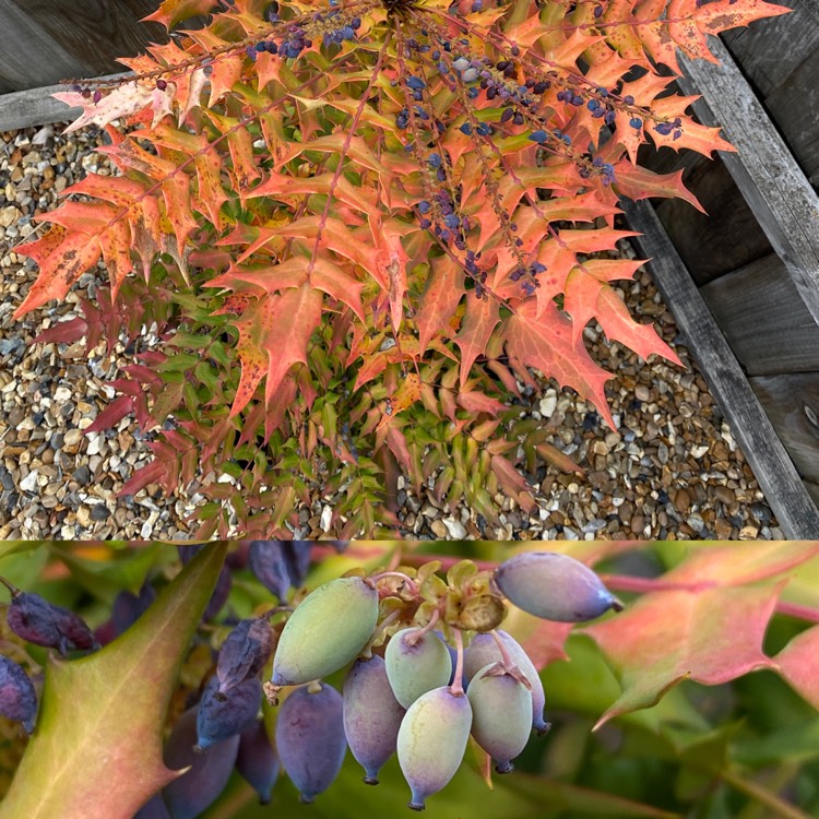 plant image 1578557 plant image 1578557