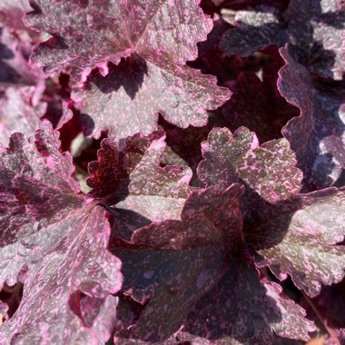 Heuchera 'Midnight Rose'