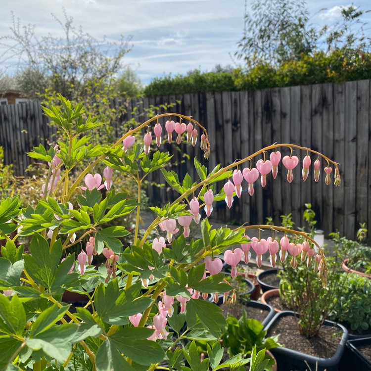 plant image 1578845 plant image 1578845