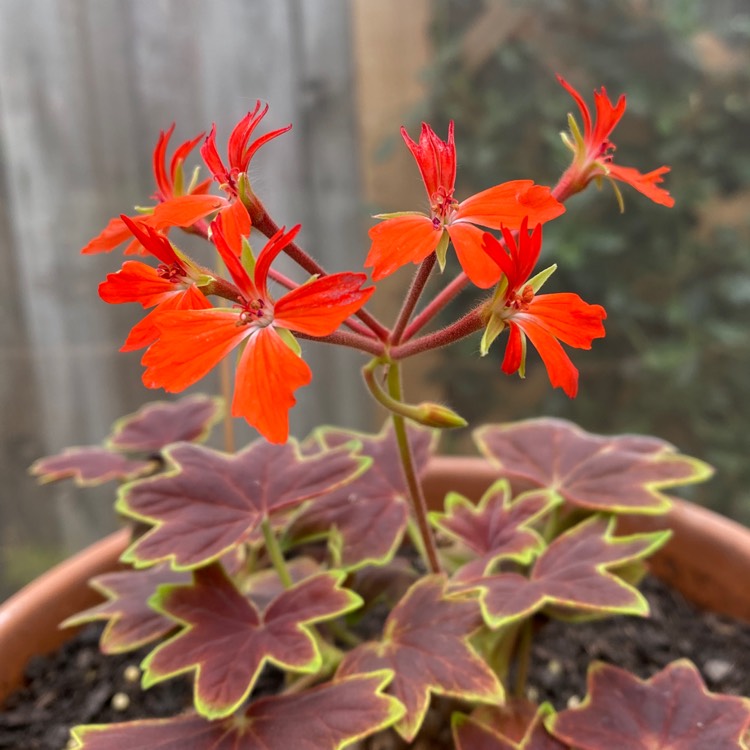 plant image 1583411 plant image 1583411