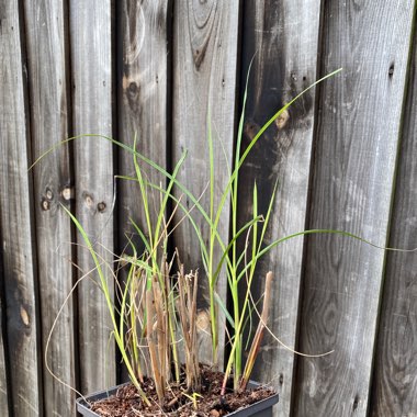 Miscanthus