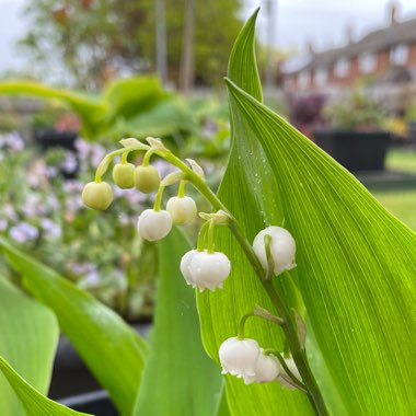 Convallaria majalis