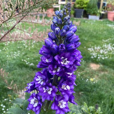 Delphinium