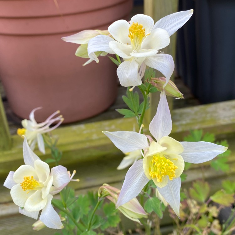 plant image 1594802