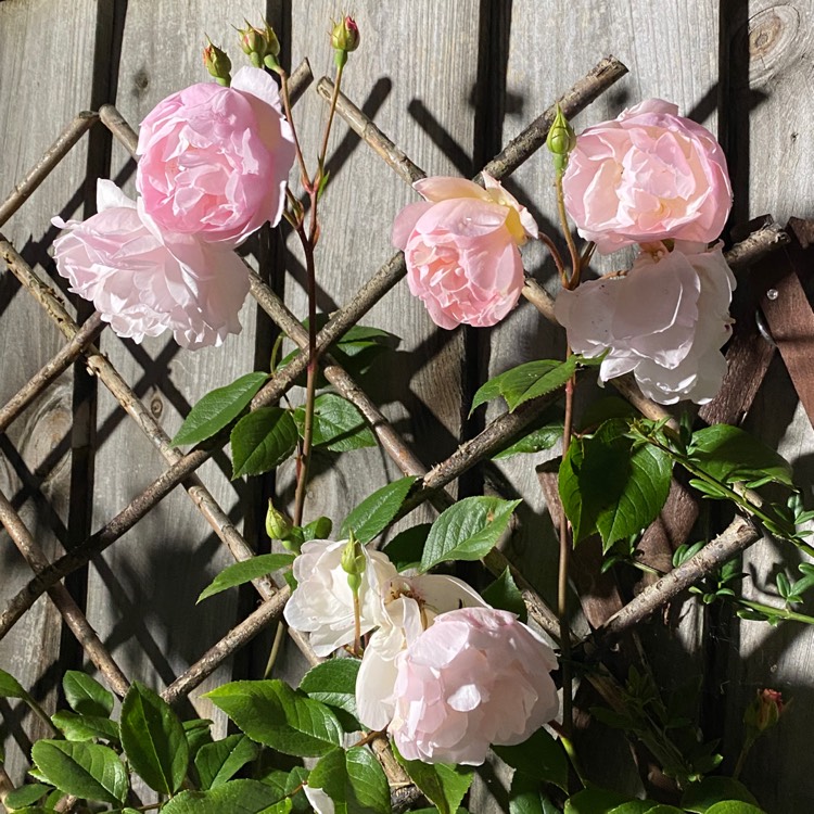 Plant image Rosa 'Ausherbert' syn. Rosa 'The Lady of the Lake'