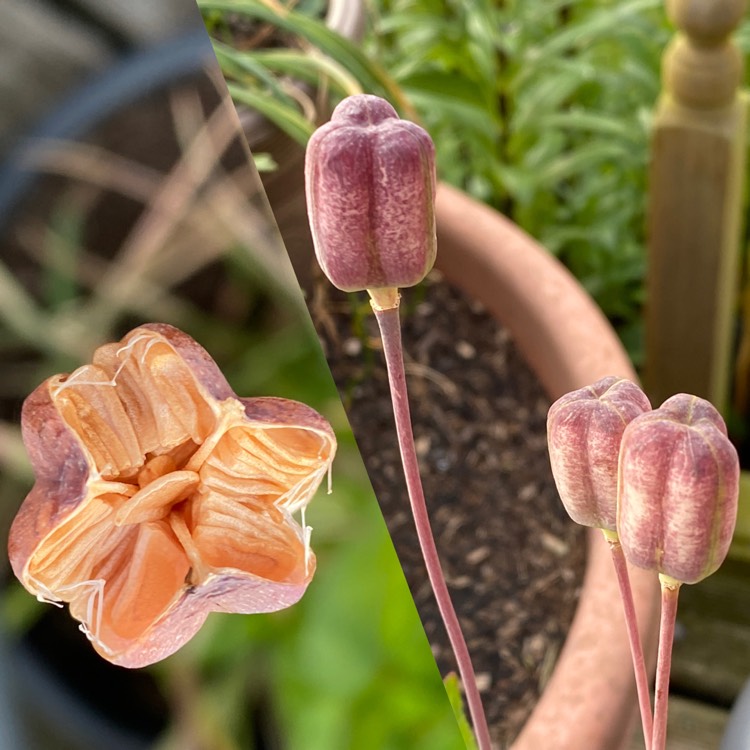 plant image 1595532