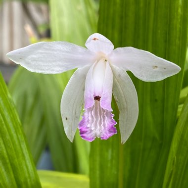 Bletilla striata