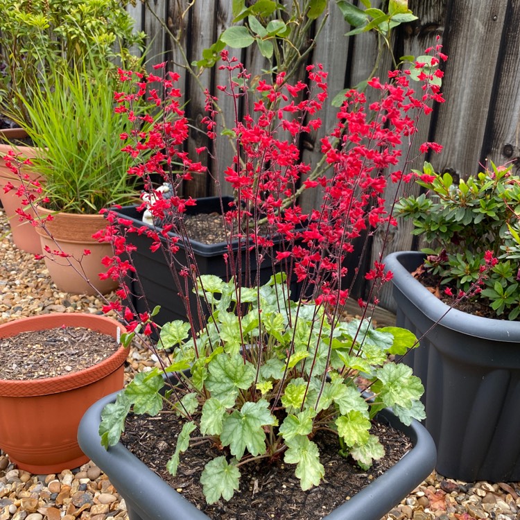 plant image 1597876 plant image 1597876