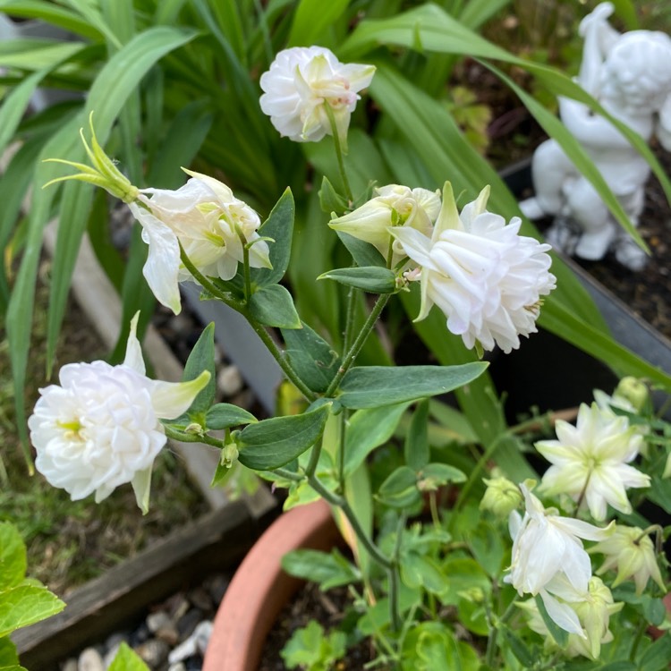 plant image 1598233 plant image 1598233