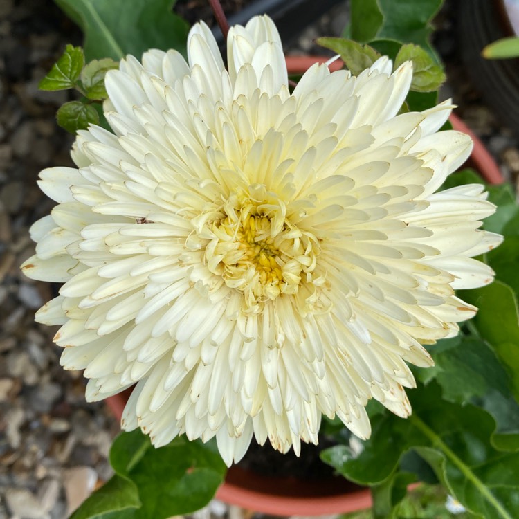 plant image 1598234 plant image 1598234