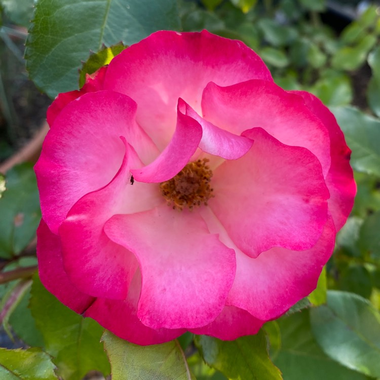 plant image 1598235 plant image 1598235