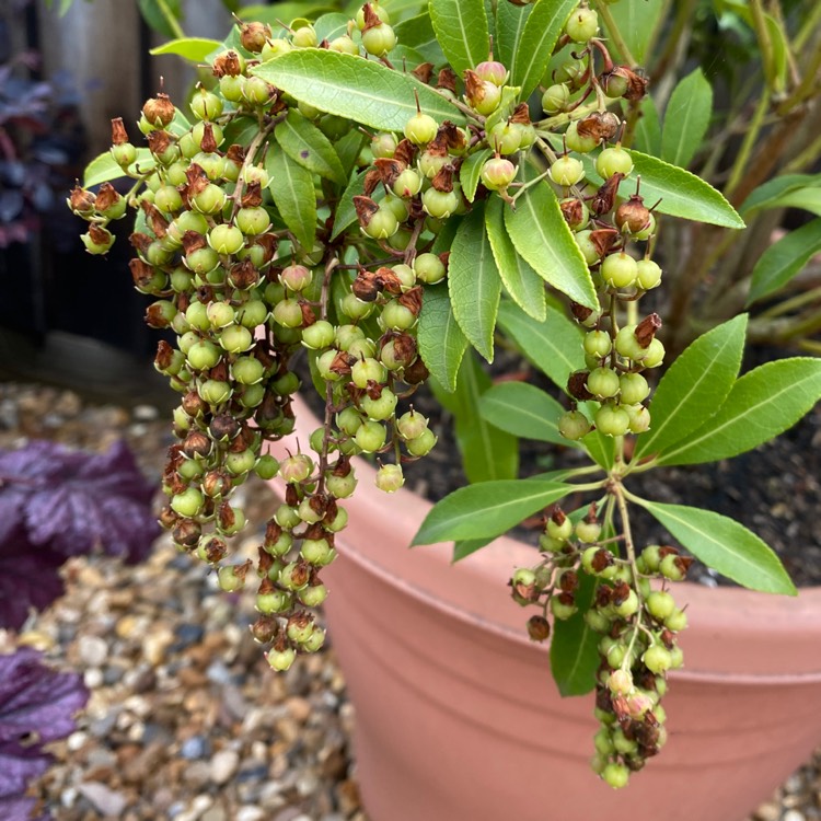 plant image 1601831