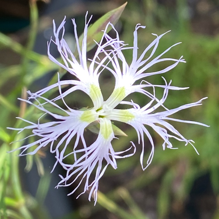 plant image 1602197 plant image 1602197