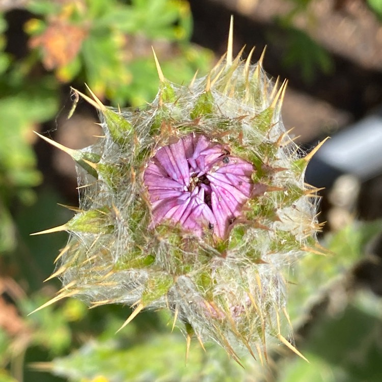 plant image 1602810 plant image 1602810