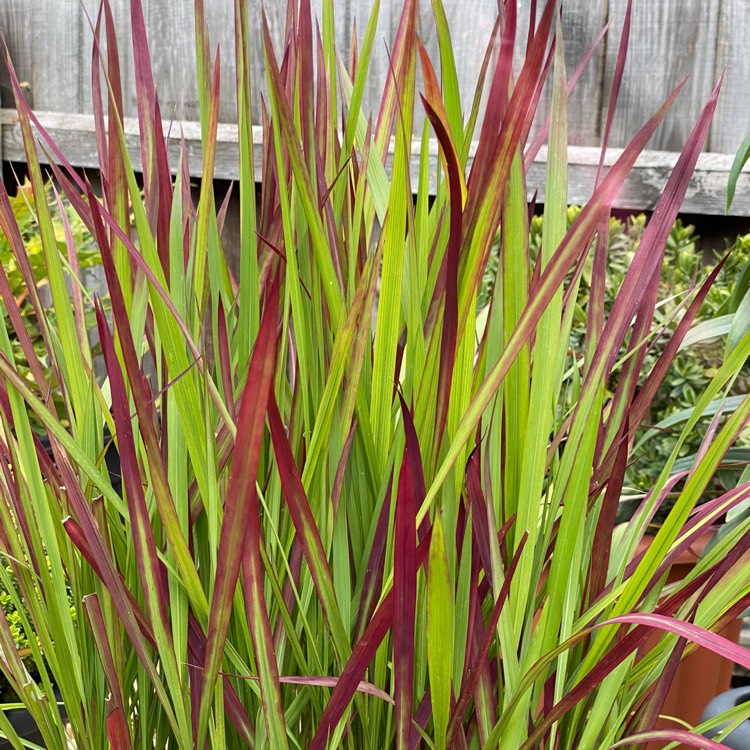 Plant image Imperata cylindrica 'Red Baron'