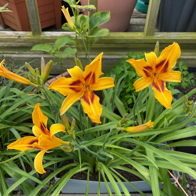 plant image 1604468 plant image 1604468
