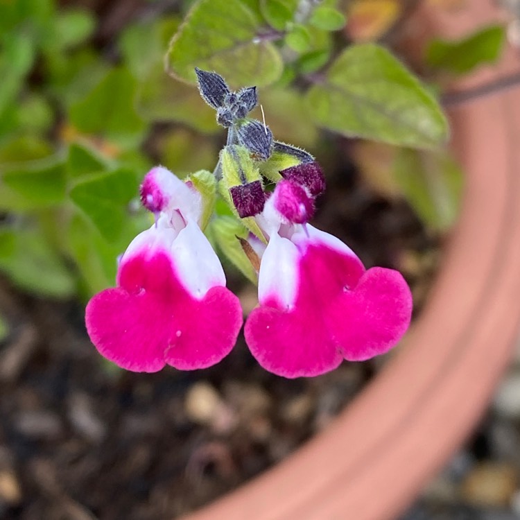 plant image 1604798
