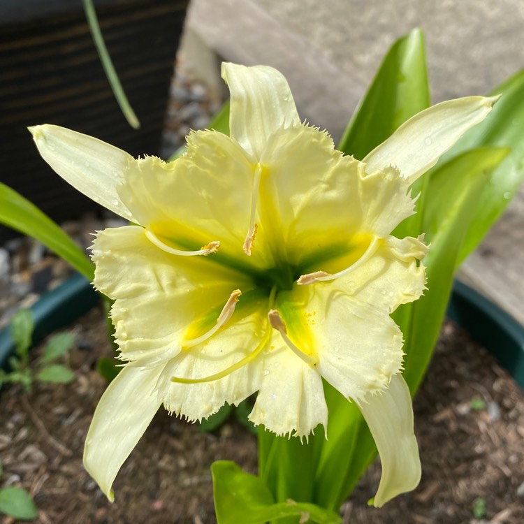 plant image 1604808 plant image 1604808