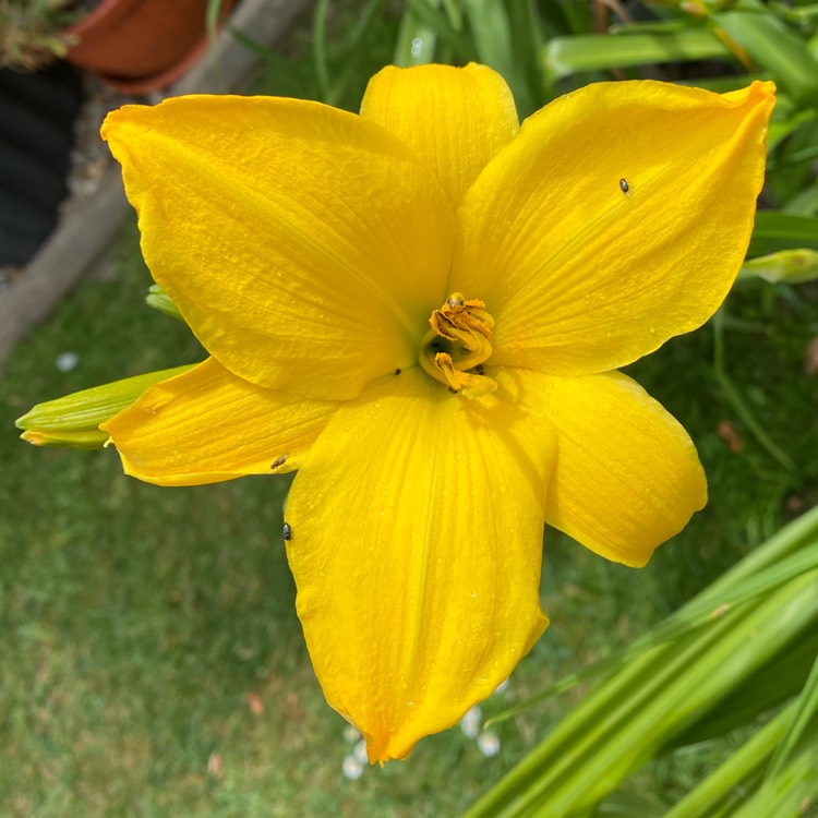 plant image 1605145 plant image 1605145