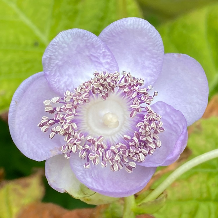 plant image 1606922 plant image 1606922