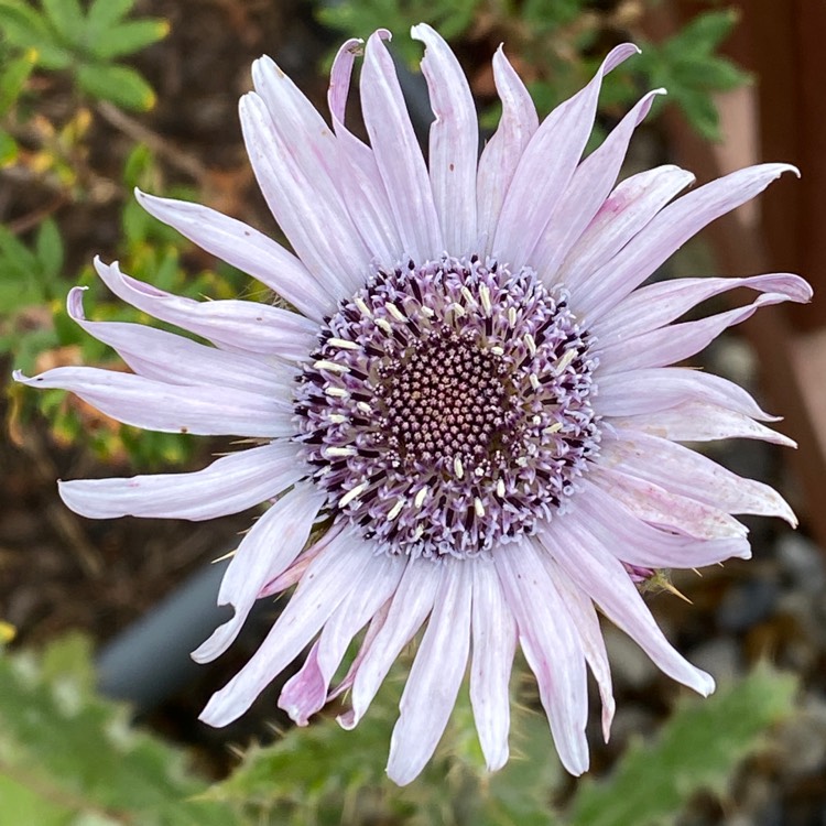 plant image 1607364 plant image 1607364