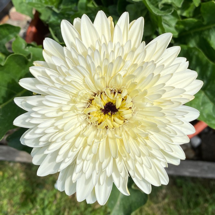 plant image 1608012 plant image 1608012