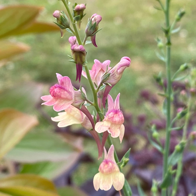 plant image 1613233