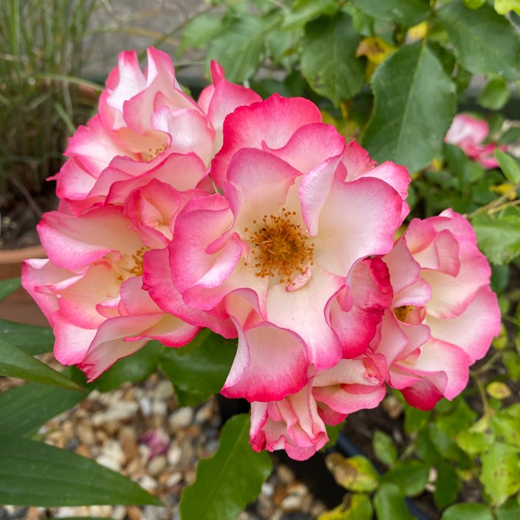 Plant image Rosa 'Meilasso' syn. Rosa 'Birthday Girl'