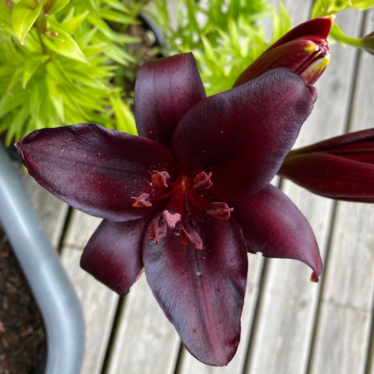 plant image 1613431 plant image 1613431