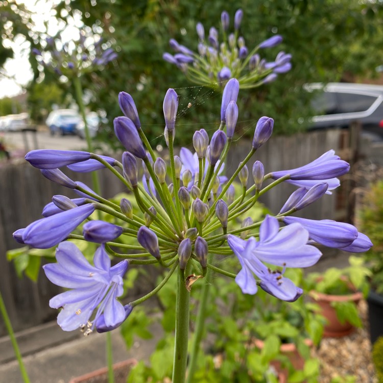 plant image 1613432 plant image 1613432