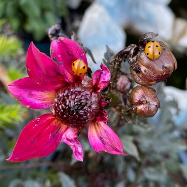 Dahlia '71770-52' (Mystic Series) syn. Dahlia 'Mystic Sparkler'